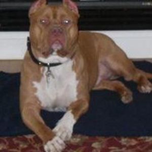 Meet your Posher, Frank